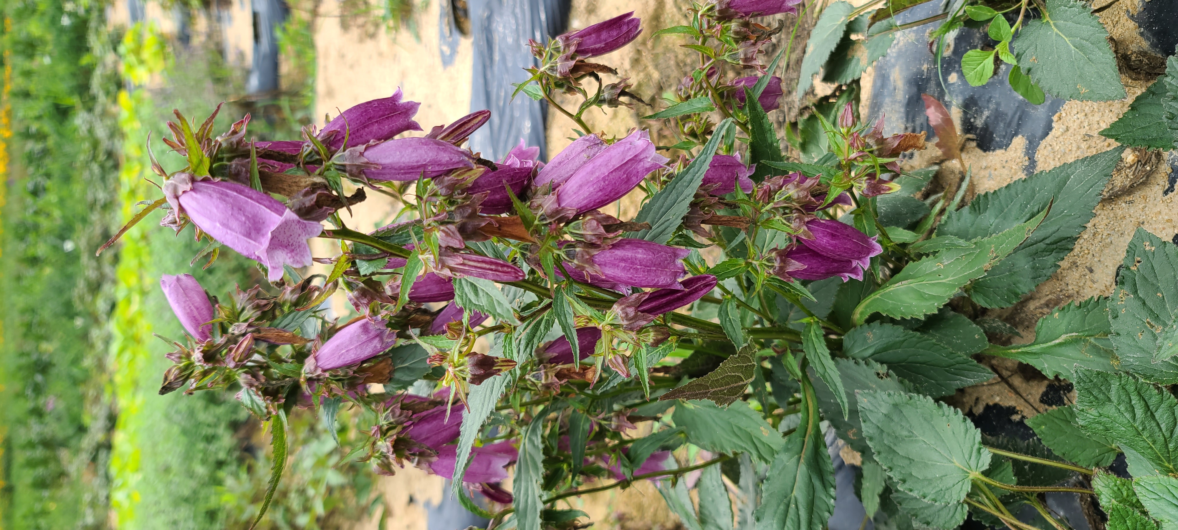 Campanula punctata f. rubrifolia 'Beetroot'